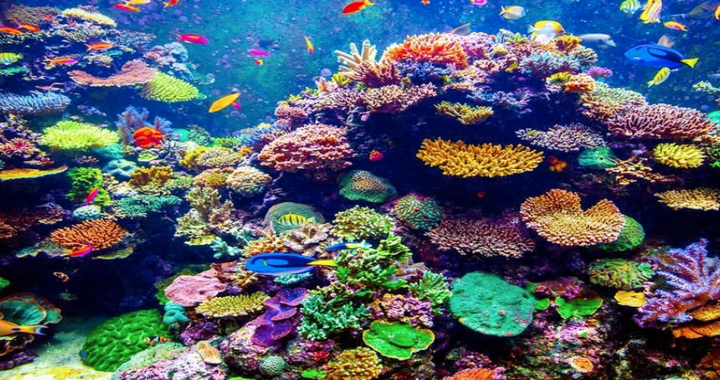 UAE to Get World's Largest Coral Reef Garden in World at Coast of Fujairah