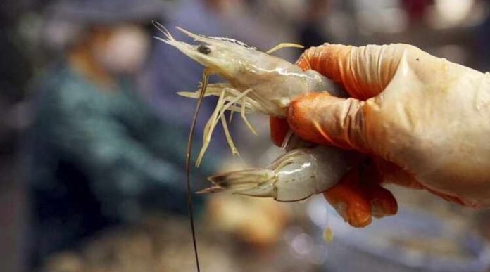 Shrimp Ban in Saudi Arabia Begins with Hefty Fines for Breach