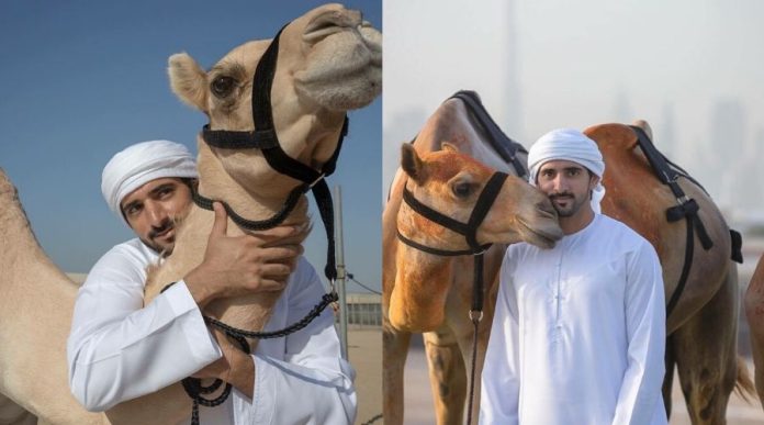 Video Sheikh Hamdan calling out his Camels with Pet Names