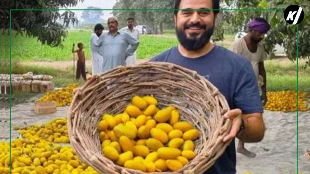 Pakistani mangoes arrive in the UAE