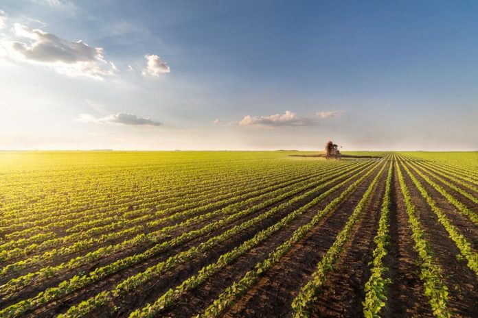 A wide shot of wheat farm