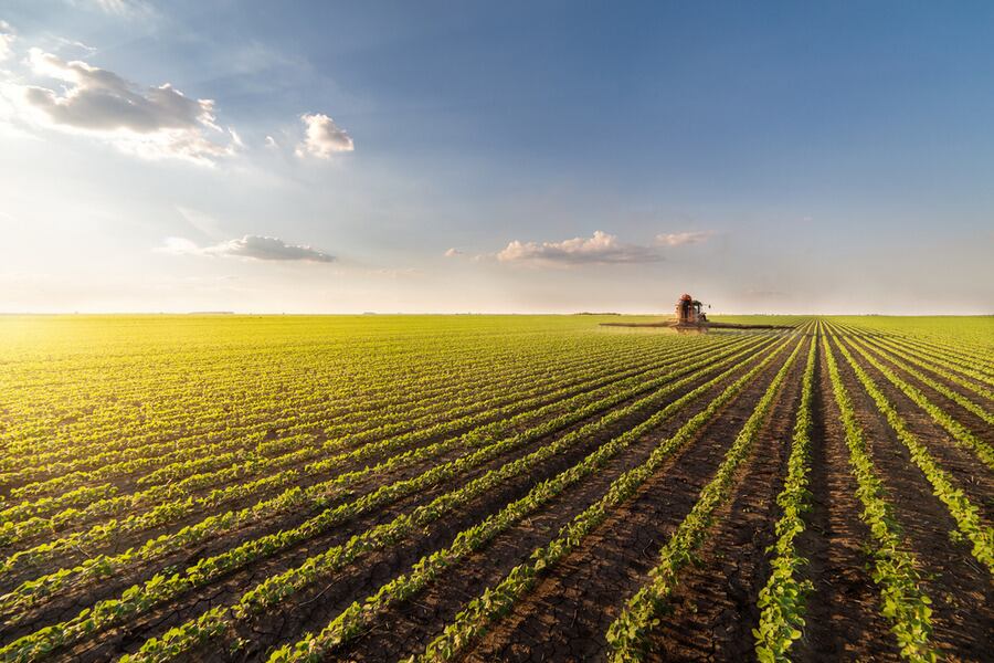 A wide shot of wheat farm