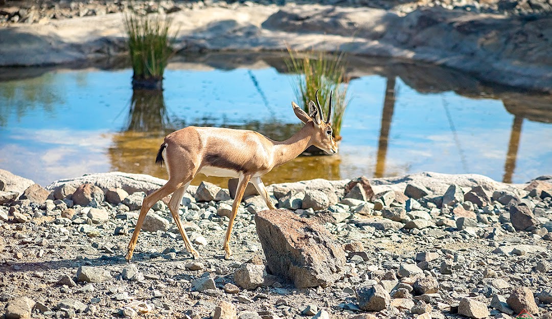 Dine with deer